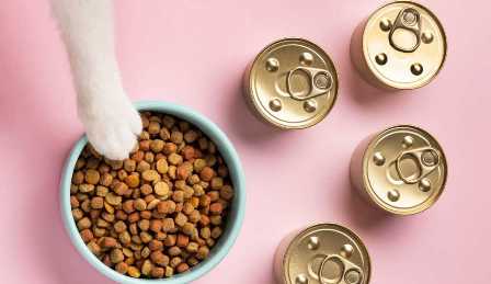 Как правильно выбрать корм для собаки или кошки: секреты врачей