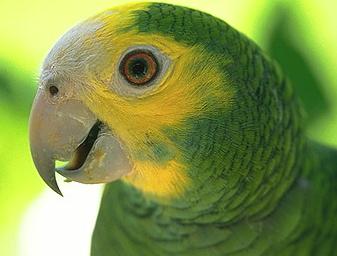 Амазонские попугаи (Amazona)