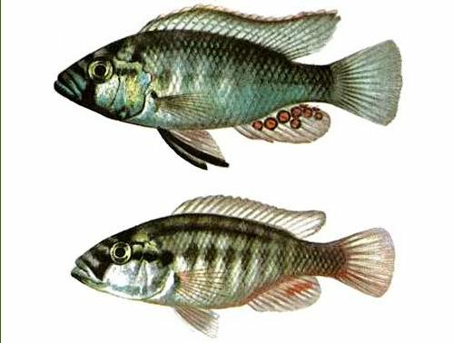 Астатотиляпия Бертона (Astatotilapia burtoni) - Аквариумные рыбки