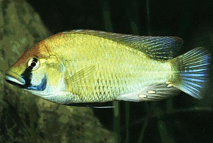 Астатотилапии (Astatotilapia) - Виды аквариумных рыбок