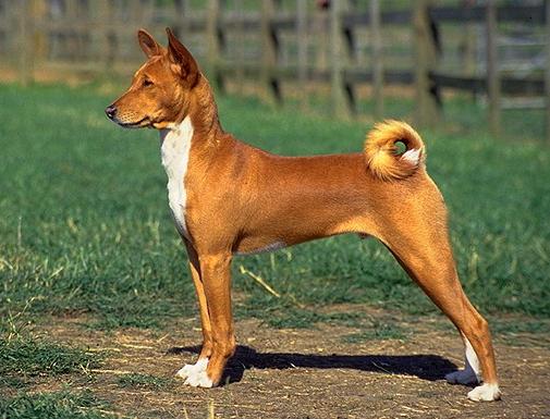 Басенджи (Basenji, Congo Dog) - Породы собак