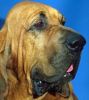 Бладхаунд (Bloodhound) - Породы собак