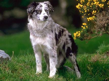Бордер-Колли (Border Collie) - Породы собак