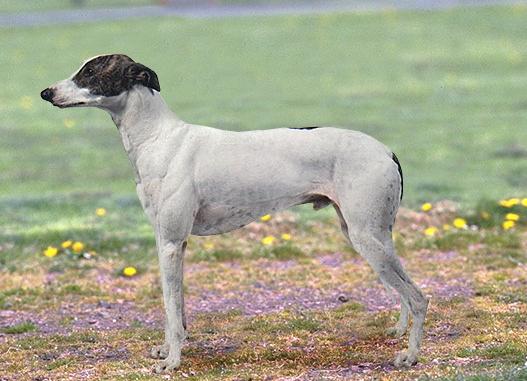 Венгерская Борзая (Hungarian Greyhound) - Породы собак