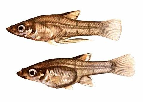 Атризона (Quintana atrizona) - Рыбки аквариумные