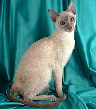 Тонкинская кошка (Tonkinese cat) - Породы кошек