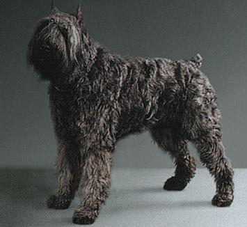 Бувье (bouvier) - породы собак