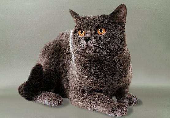 Картезианская кошка (шартрез) - Породы кошек