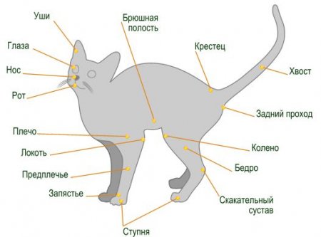 Анатомо-физиологические особенности кошек - Уход за кошками