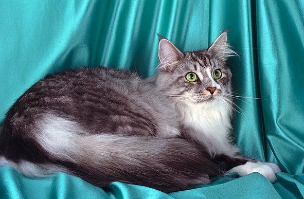 Мэйн-Кун (main-coon - американская енотовая кошка) - Породы кошек