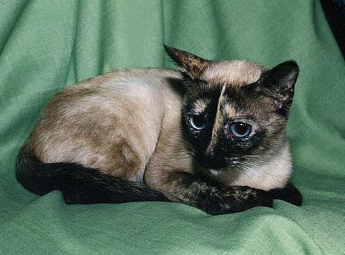 Тайская кошка - Породы кошек