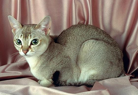Сингапурская кошка - Породы кошек