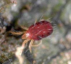 Обыкновенный паутинный клещик (Tetranychus urticae)