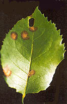 Серая гниль (Botrytis cinerea)