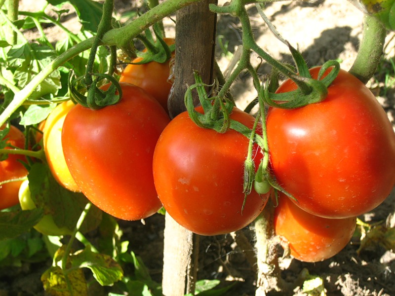 Нюансы выращивания томатов и моркови