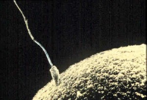 Как зарождается жизнь - Оплодотворение, яйцеклетка, спермотозоид