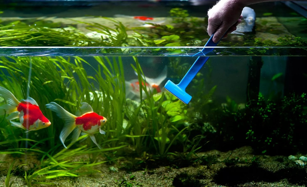 Что делать, чтобы вода в аквариуме оставалась чистой?