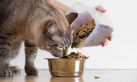 Как правильно кормить своего кота?