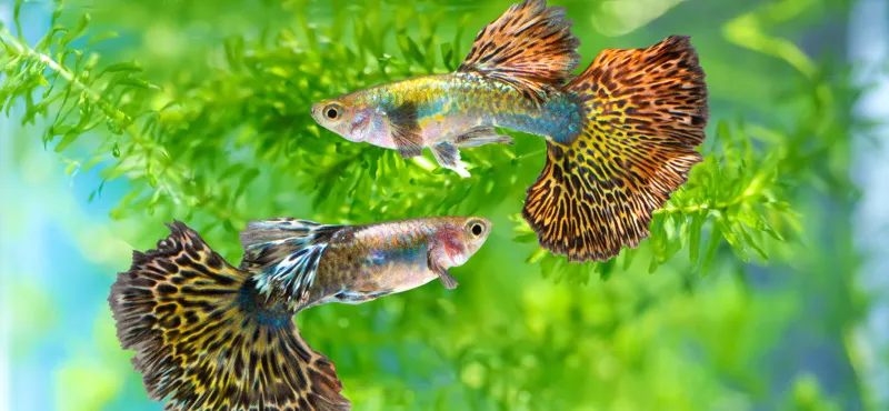 Как правильно выбрать аквариумных рыбок для содержания в качестве домашних животных