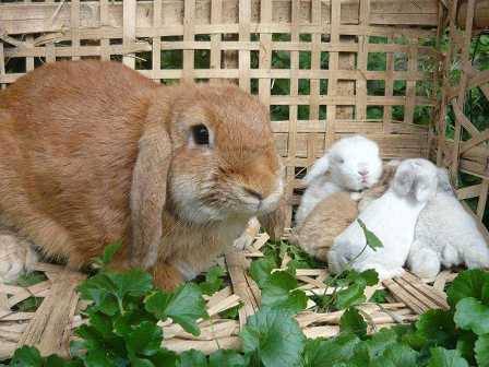 Как ухаживать за своими домашними кроликами?