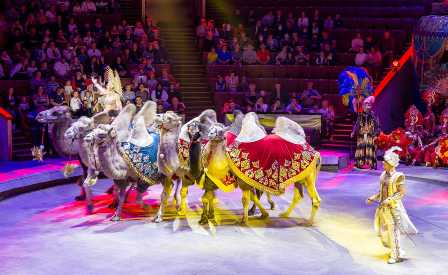Московский цирк: традиции и новые шоу