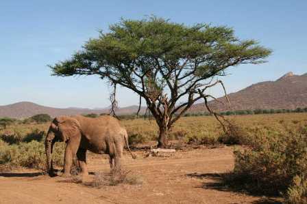 Национальные парки Кении: любовь к дикой природе и саванным пейзажам