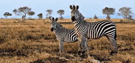Национальные парки Танзании: встреча с африканскими зверями