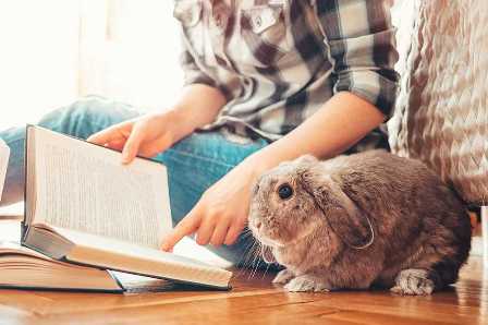 Основные моменты заботы о кроликах: советы опытных владельцев