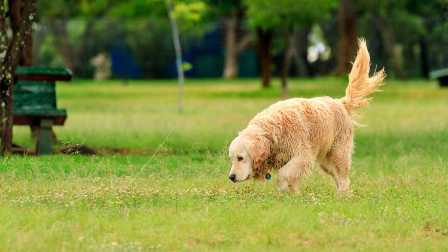Почему собаки виляют хвостом: тайну хвоста раскрыли ученые