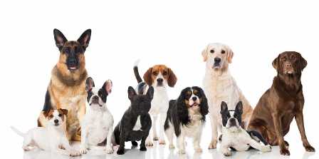 Самые популярные породы собак и их характеристики