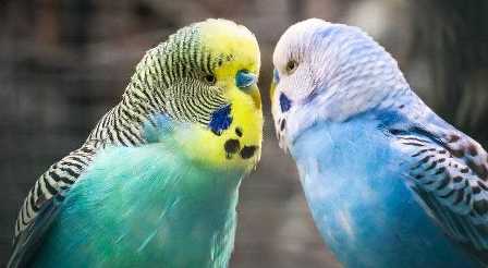 Уход за попугаем: основные правила, чтобы ваш птичка была счастливой