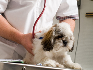 Ветеринарная помощь и услуги