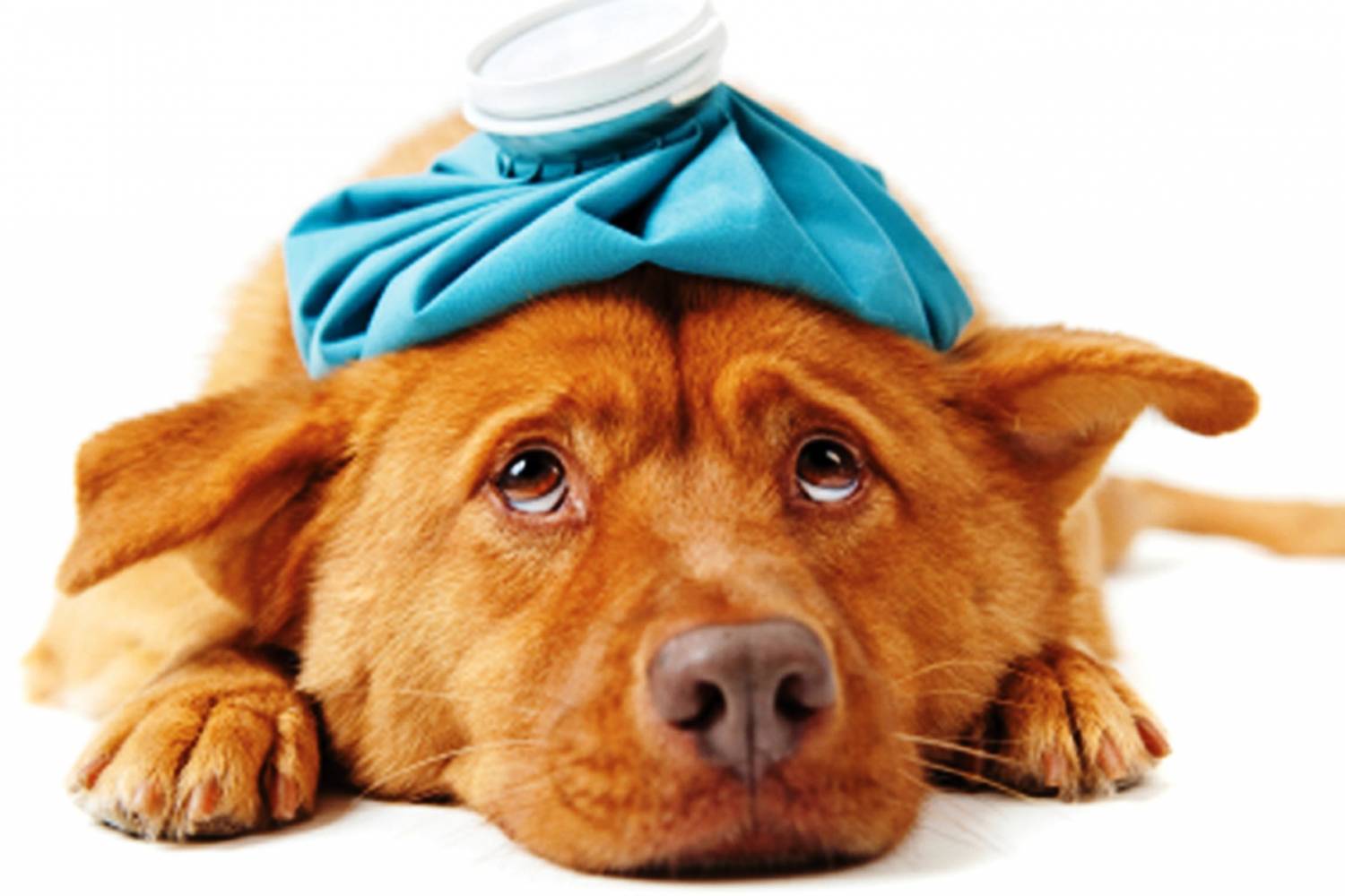 Причины отравления у собак и оказание первой ветеринарной помощи