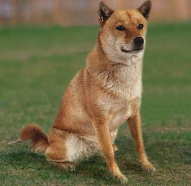 Айну (Ainu Dog, Hokkaido Dog, Ainu-Ken)
