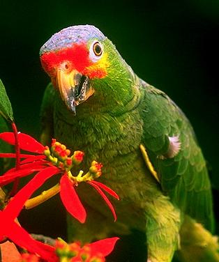 Амазонские попугаи (Amazona)