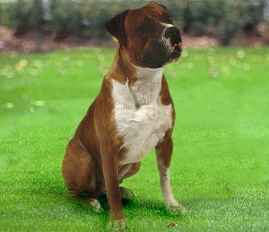 Американский бульдог (American Bulldog, Old Country Bulldog, Old English White) - Породы собак