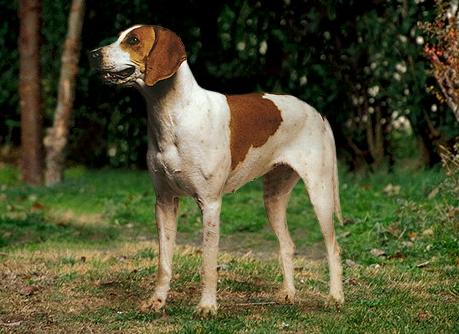 Американский Фоксхаунд (American Foxhound) - Породы собак
