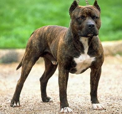 Американский Стаффордшир-Терьер (American Staffordshire Terrier) - Породы собак