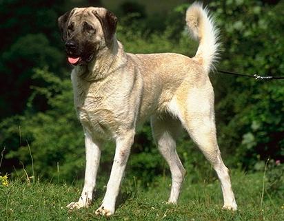 Анатолийский Карабаш (анатолийская овчарка; Anatolian Shepherd Dog) - Породы собак