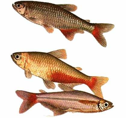 Афиохаракс Анисица (красноплавничный афиохаракс, Aphyocharax anisitsi, Aphyocharax rubripinnis) - Аквариумные рыбки