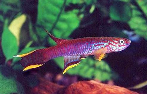 Афиосемион Аля (Aphyosemion ahli) - Аквариумные рыбки