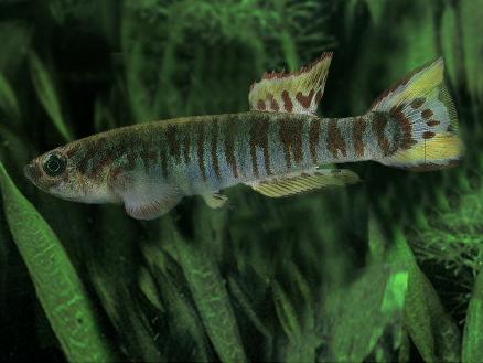 Афиосемион Уолкера (Aphyosemion walkeri) - Аквариумные рыбки