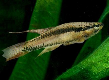 Афиосемионы (Aphyosemion) - Аквариумные рыбки