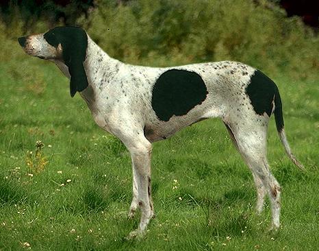 Арьежская Гончая (Ariegeois) - Породы собак