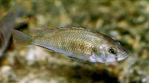 Астастотиляпия Брауна (Astatotilapia brownae) - Рыбки аквариумные