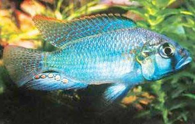 Астатотиляпия Бертона (Astatotilapia burtoni) - Аквариумные рыбки