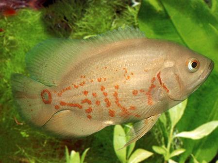 Астронотус Оцеллятус (Astronotus ocellatus) - Аквариумные рыбки