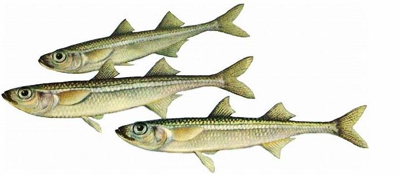 Атериновые (Atherinidae) - Аквариумные рыбки