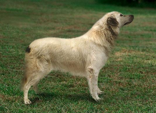 Атлассная Овчарка (Atlas Sheepdog) - Породы собак