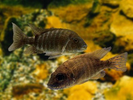 Аулонокара Хюсера (Aulonocara hueseri) - Рыбки аквариумные